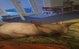Sphynx cats for sale: Beautiful 5 year old Gucci - Image 3