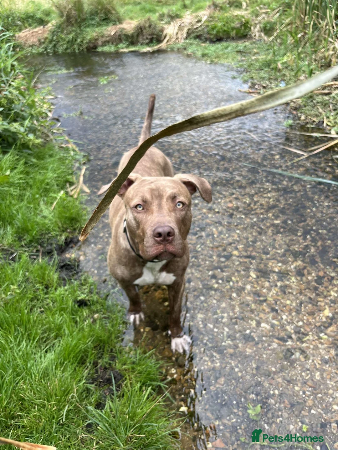 Mixed Breed dogs for sale: Beautiful home bred puppies for sale  - Advert 1