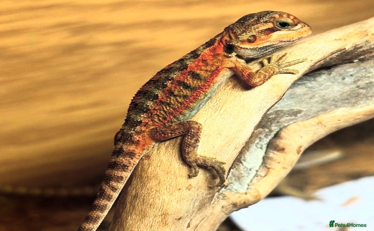 Bearded Dragon reptiles - Advert 15