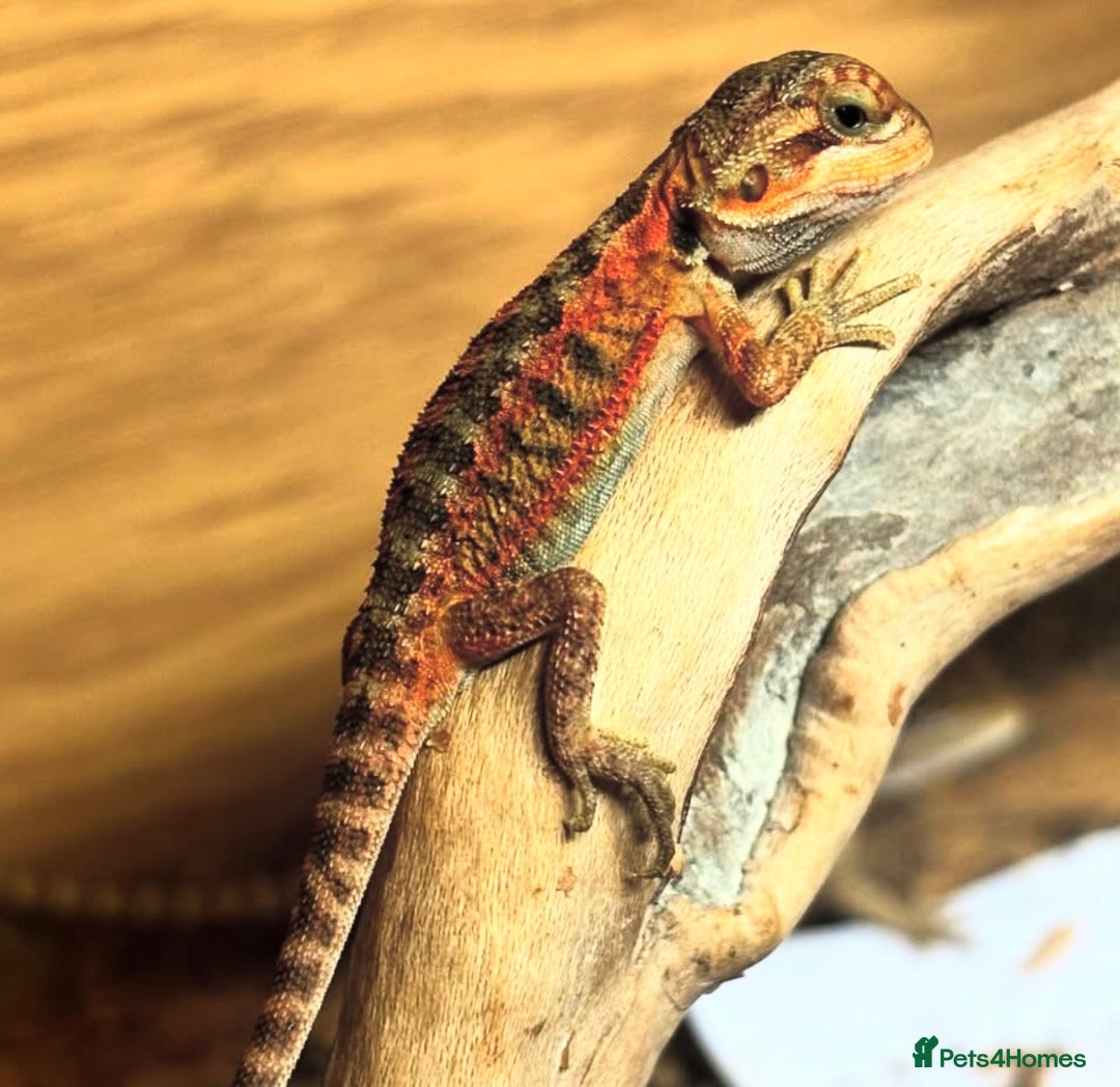 Bearded Dragon reptiles for sale: Baby bearded dragons 6 weeks old - Image 1