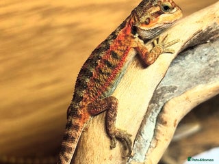 Bearded Dragon reptiles - Advert 7