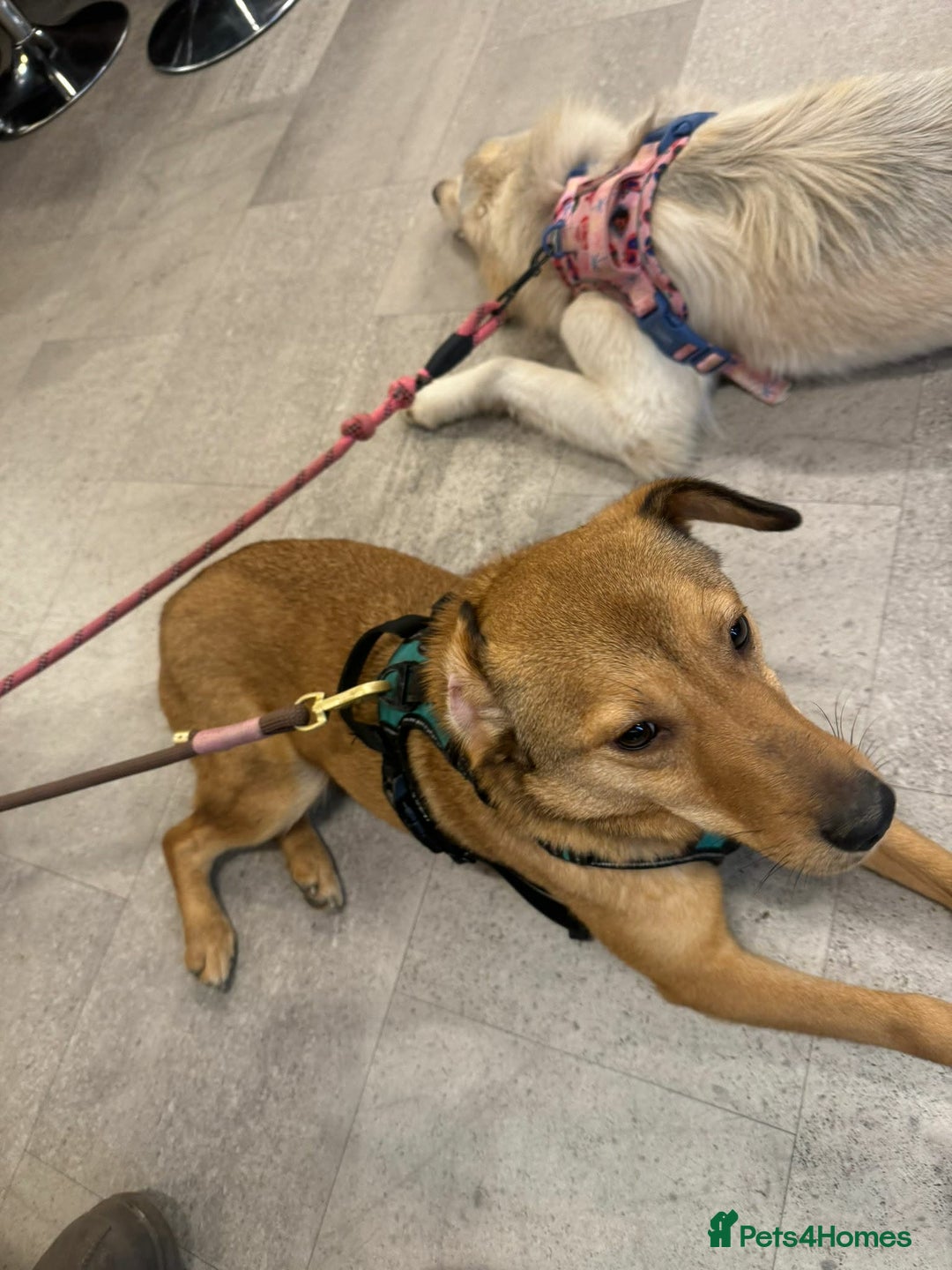 Mixed Breed dogs for adoption: Fajitas for adoption - Advert 5