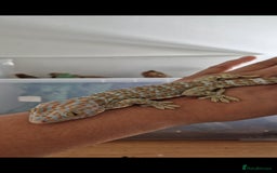 Gecko reptiles for sale: Female Tokay Gecko - Image 2