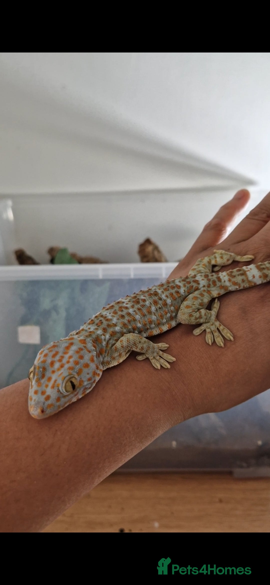 Gecko reptiles for sale: Female Tokay Gecko - Image 2