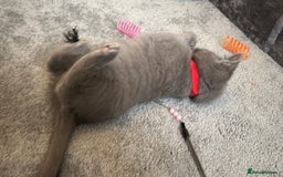 Russian Blue cats for sale: Russian Blue Kittens  - Image 22