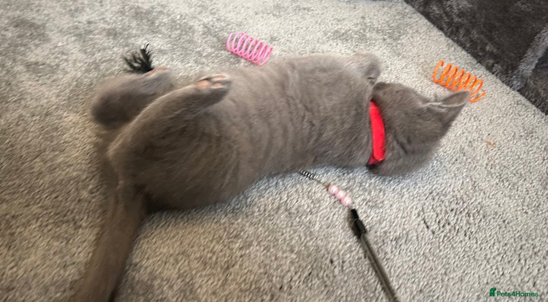 Russian Blue cats for sale: Russian Blue Kittens  - Image 22