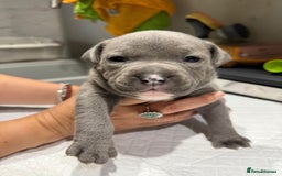 Staffordshire Bull Terrier dogs for sale: Stunning Blue Pure Bred Staffie Puppies - Image 9