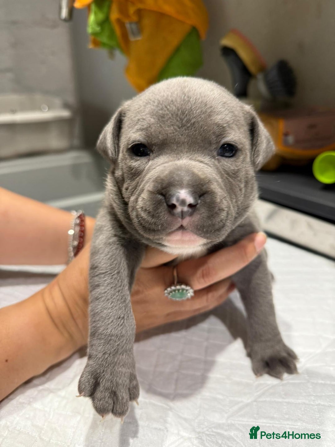 Staffordshire Bull Terrier dogs for sale: Stunning Blue Pure Bred Staffie Puppies - Image 9