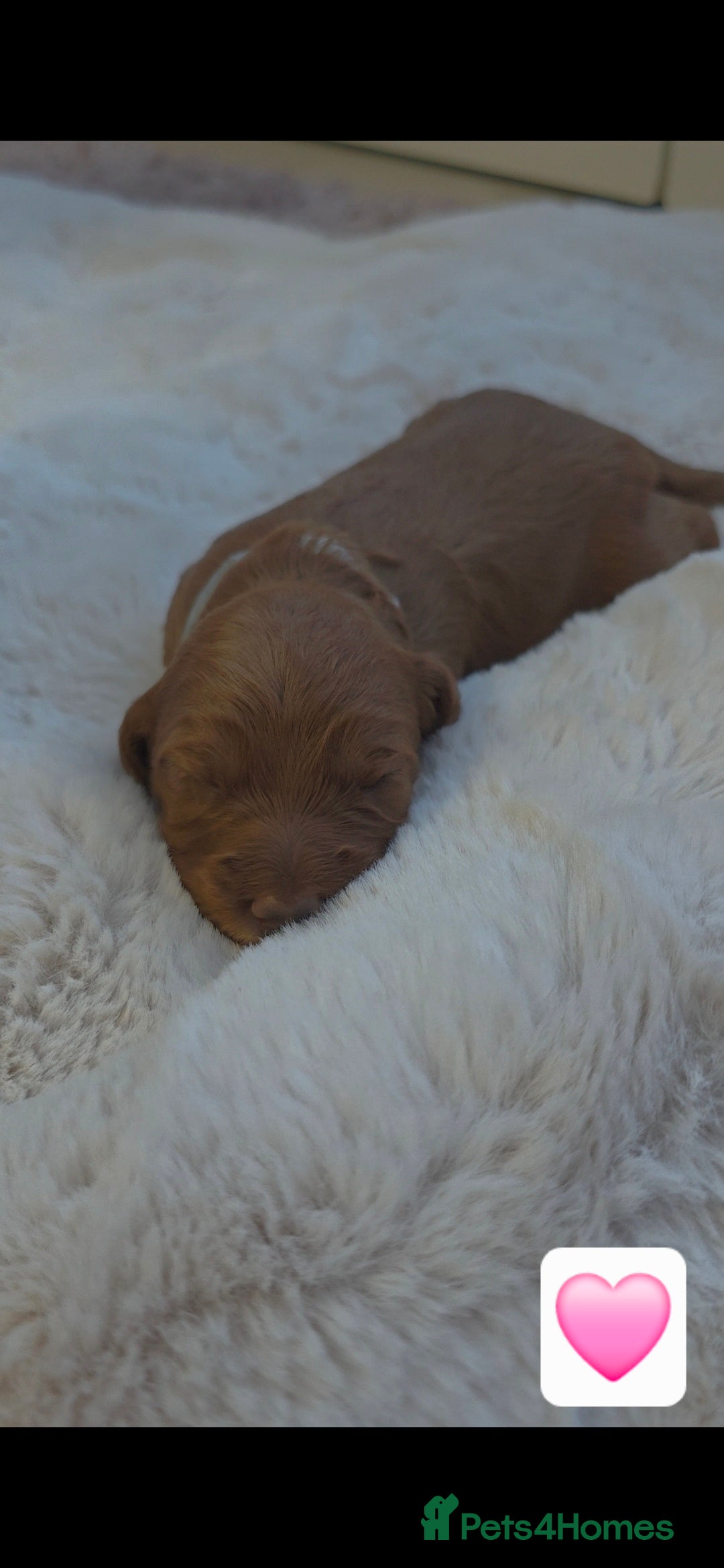 Cockapoo dogs for sale: 🐶🐾Beautiful Fox red F1 Cockerpoo Puppies 🐾🐶 - Advert 8
