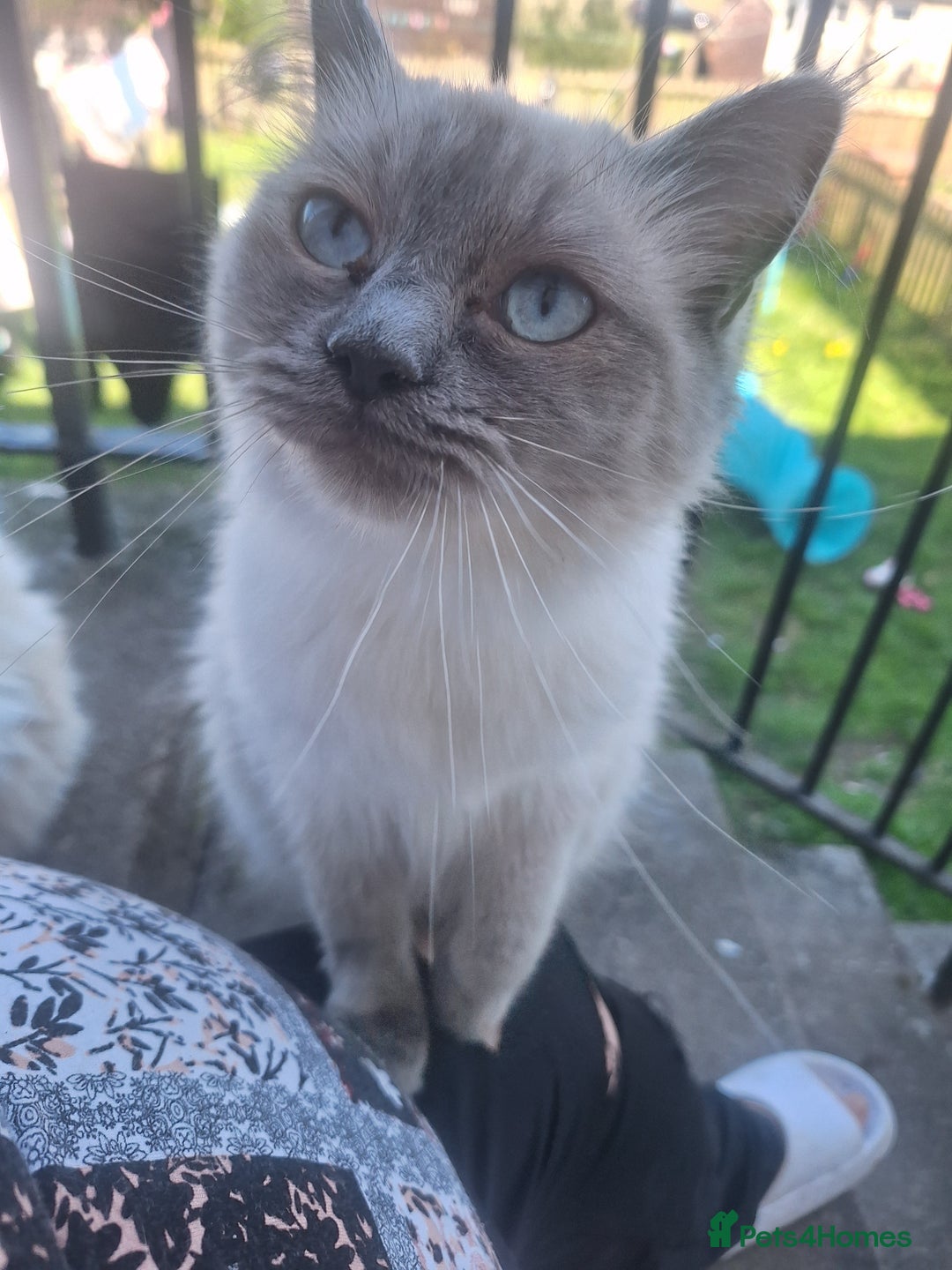 Ragdoll cats for sale: Blue Point Ragdoll - Image 5