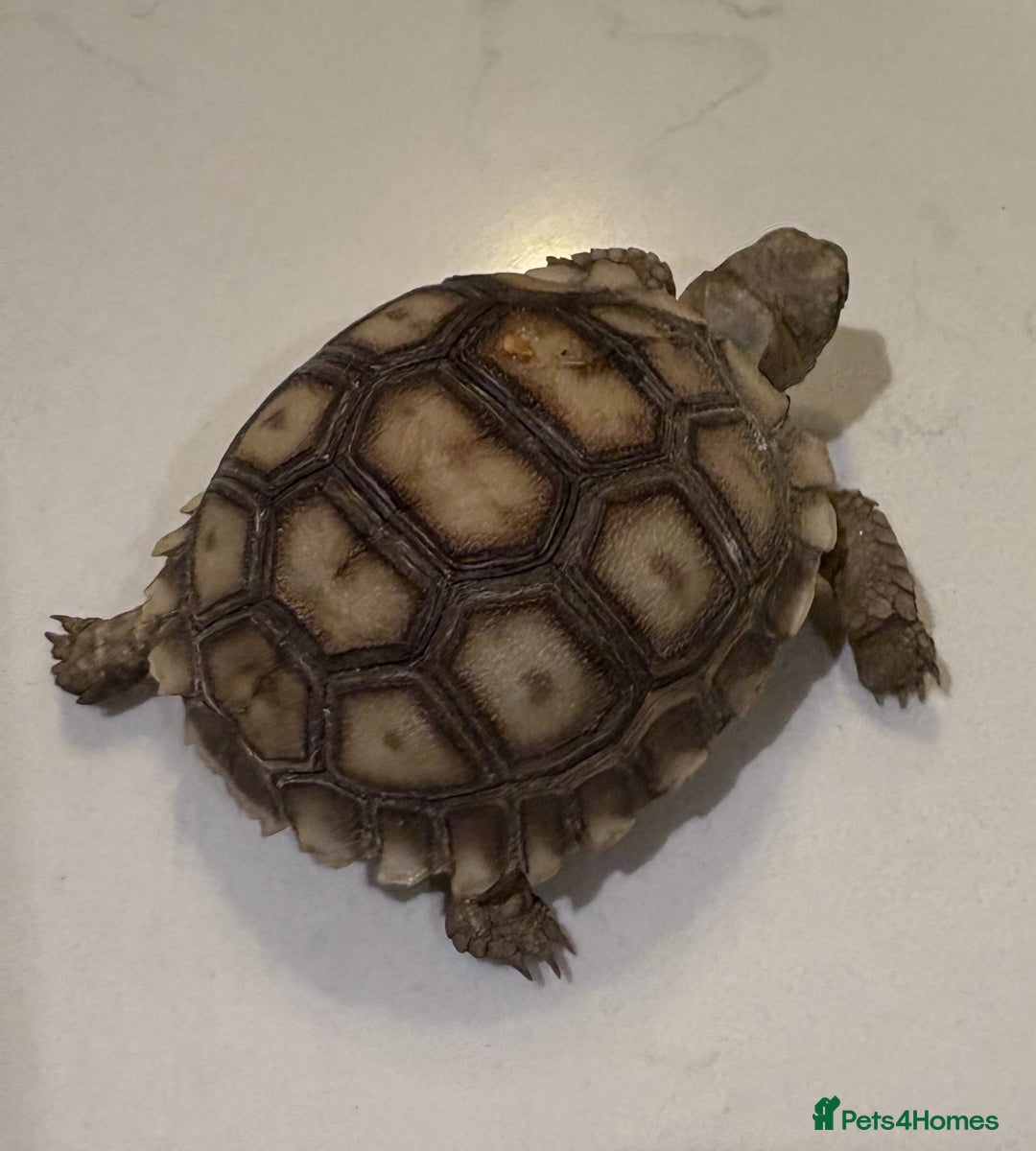 Tortoise reptiles for sale: Gorgeous Sulcata Tortoise 9 months old - Advert 3