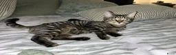 Mixed Breed cats for sale: 5 beautiful mixed black and white kittens  in Wickford - Advert 11