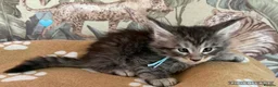 Maine Coon cats for sale: Maine coon kittens for sale tabby and mackerel - Advert 6