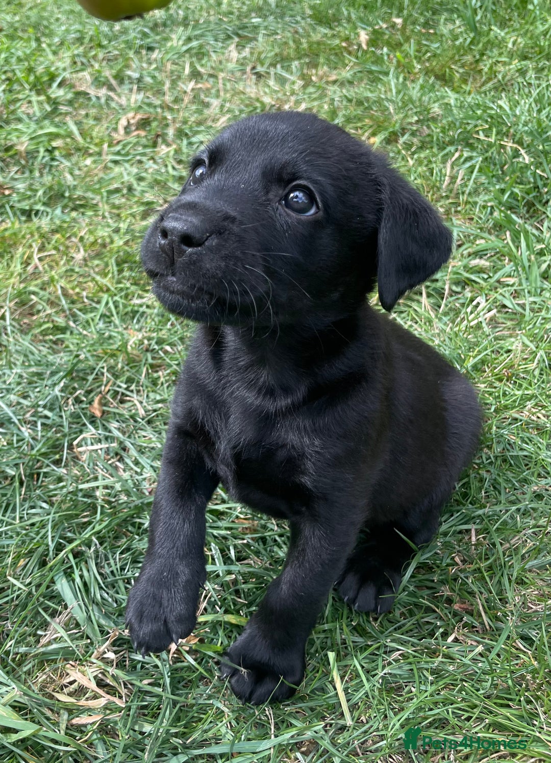 Labrador Retriever dogs for sale: Male black lab pup Kc reg  - Image 2