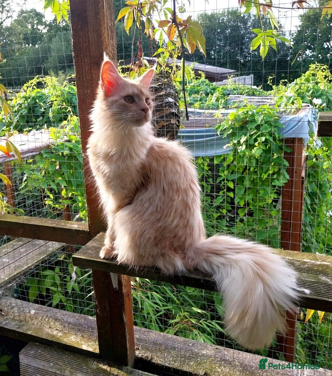 Maine Coon cats for sale: ACTIVE Maine Coon Cream/Silver Tica/GCCF - Advert 3