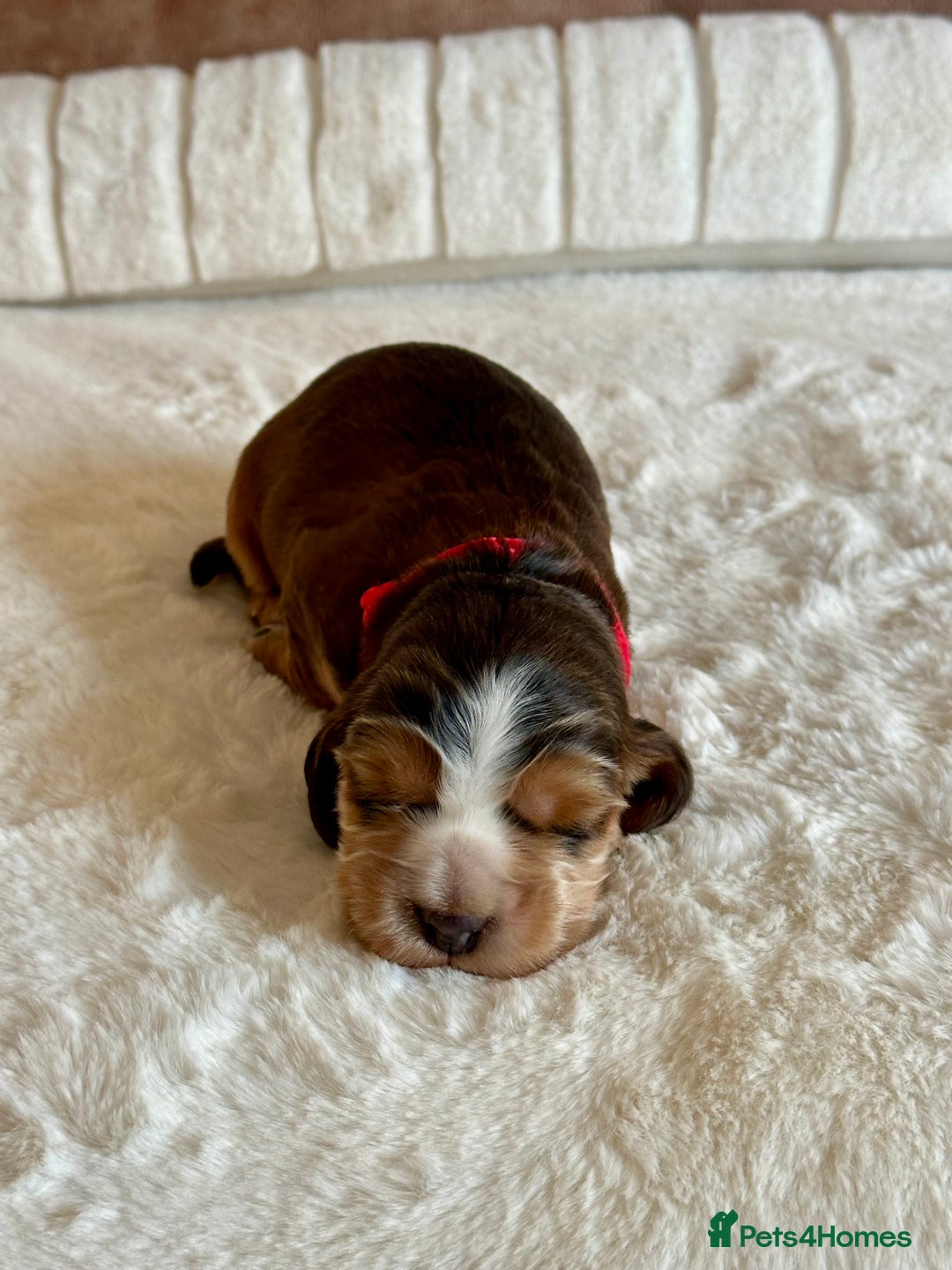 Cocker Spaniel dogs for sale: Extensively Health Tested KC Reg Puppies  - Advert 12