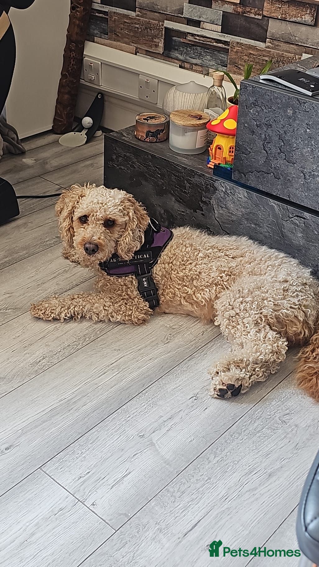 Cockapoo dogs Kiko 2 years old - Advert 1