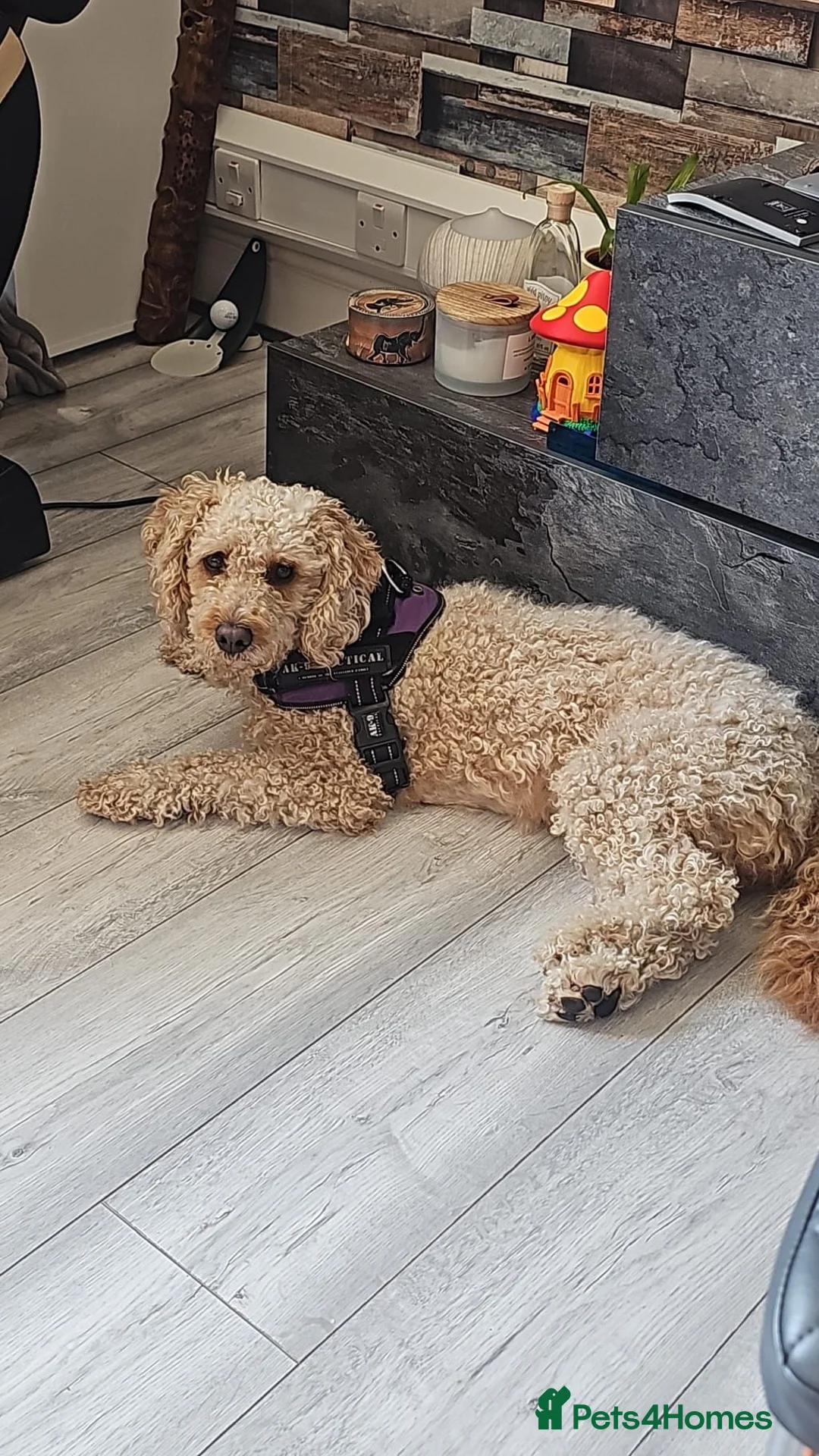 Cockapoo dogs for sale: Kiko 2 years old - Advert 1