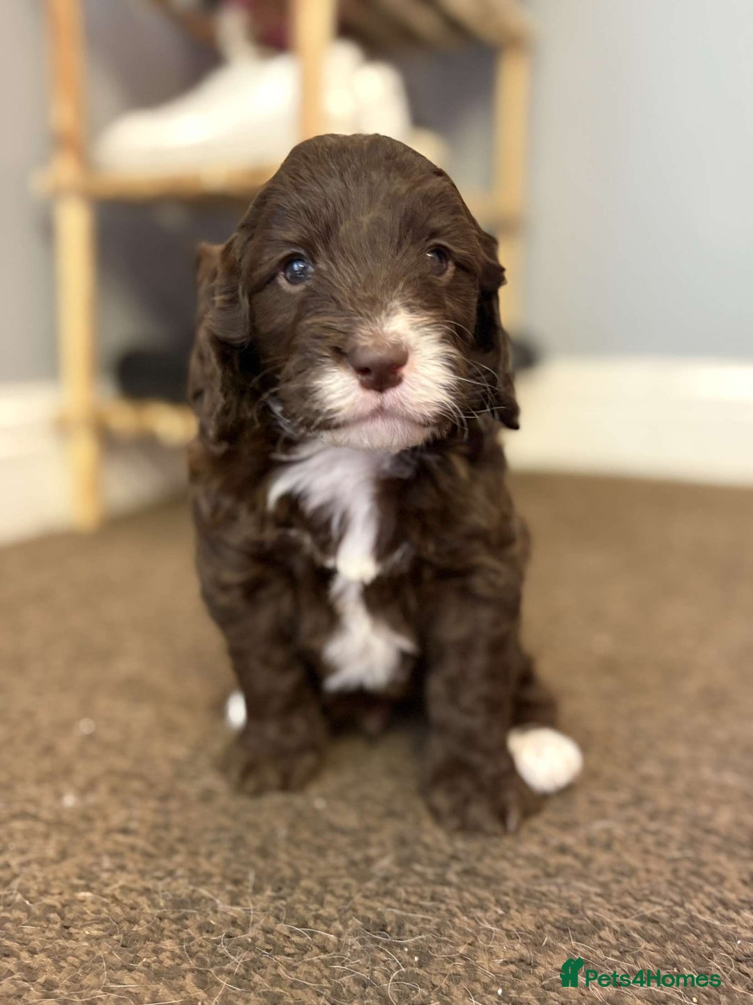 Cockapoo dogs for sale: Stunning F1 Cocapoos - Image 7