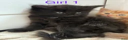 British Longhair cats for sale: Fluffy girl kittens  in Norwich - Advert 7
