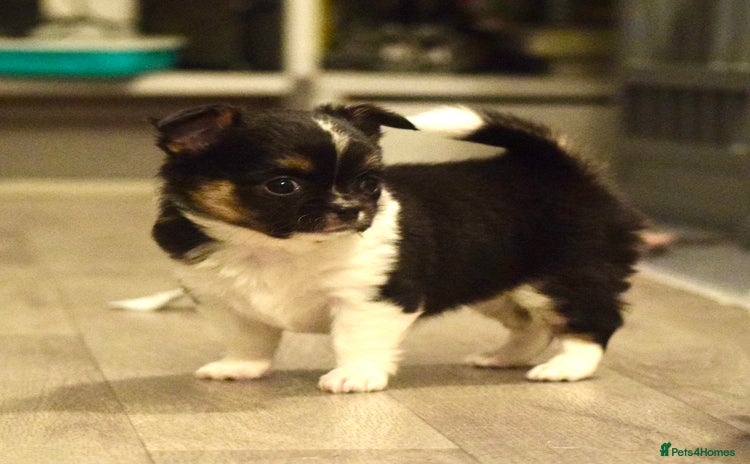 Chihuahua dogs - Advert 9