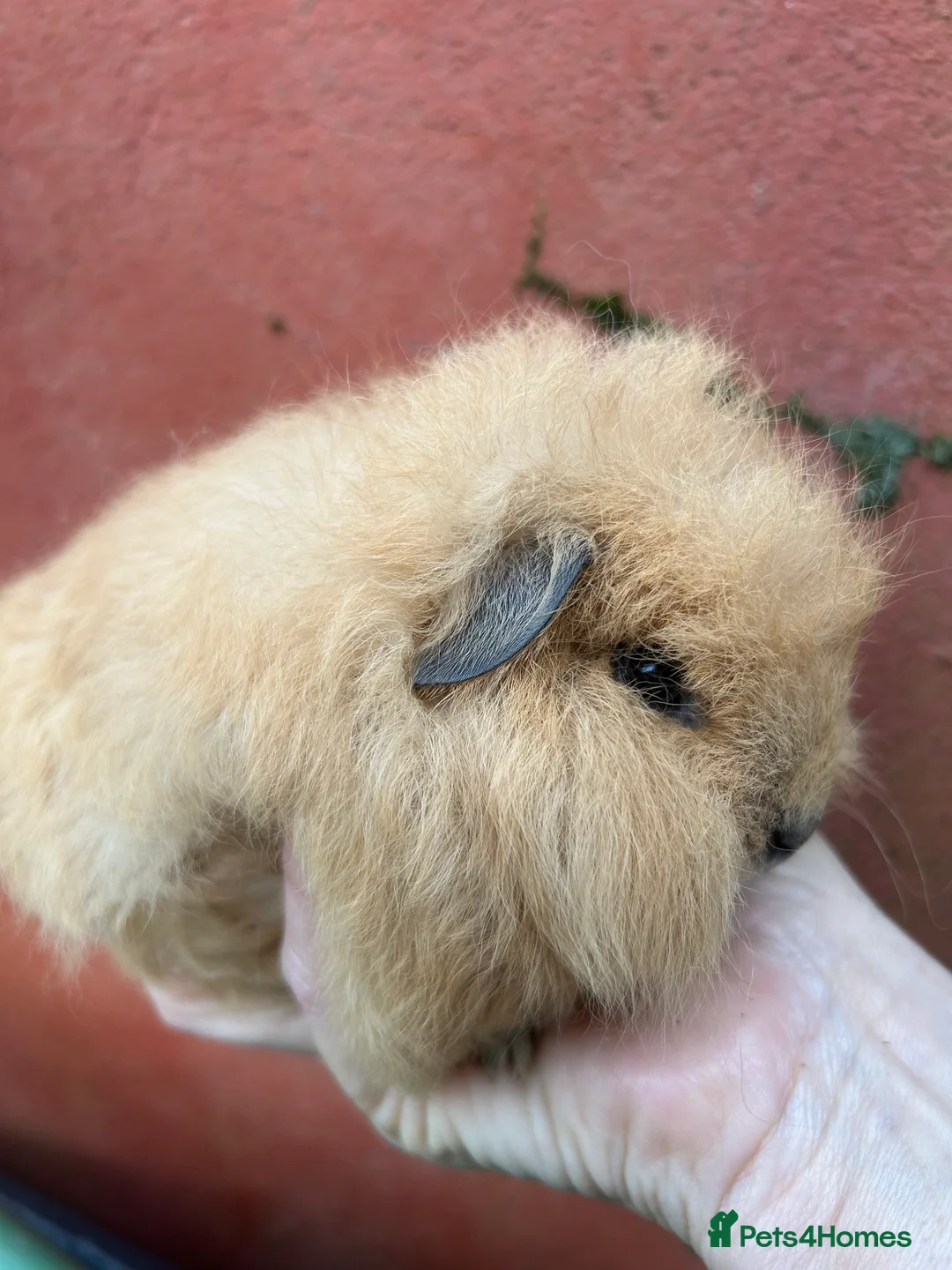 Guinea Pig rodents for sale: Swiss baby Guinea pigs  - Advert 2