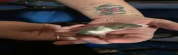 Rat rodents for sale: Dumbo Dwarf Rats - Advert 7