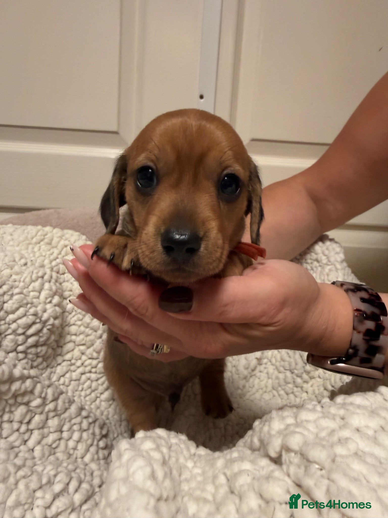 Miniature Dachshund dogs Exceptional long haired miniature Dachshunds - Advert 10