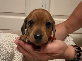 Miniature Dachshund dogs Exceptional long haired miniature Dachshunds - Advert 10