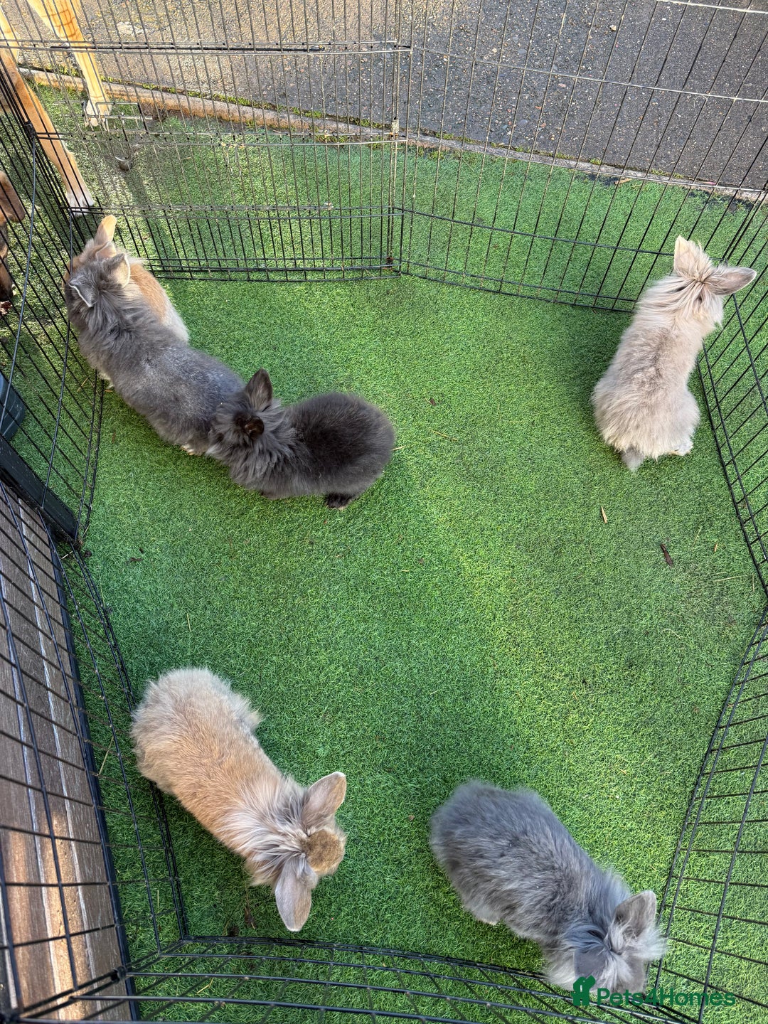 Mixed Breed rabbits for sale: Baby rabbits ready now  - Advert 21