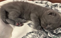 Ragdoll cats for sale: Scottish fold kittens  - Image 7