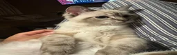 Ragdoll cats for sale: Cat for sale, due to allergic reaction  - Advert 4