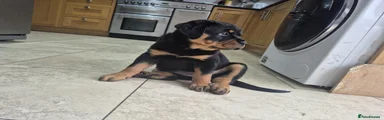 Rottweiler Puppy 5