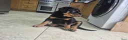 Rottweiler dogs for sale: Both Parents Elbows/hips scored, LEMP/JLPP Clear - Advert 25