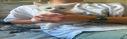Mixed Breed cats for sale: Kittens - Advert 2