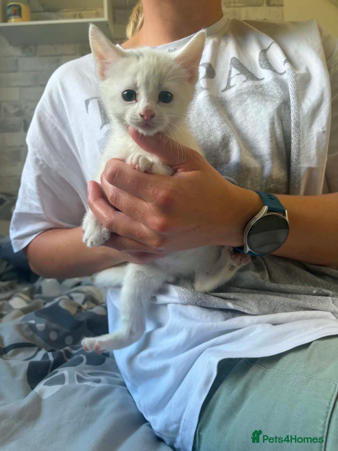 Mixed Breed cats for sale: Kittens - Advert 2