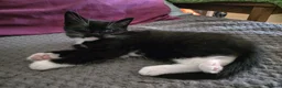 Mixed Breed cats for sale: Kittens for sale  in Nottingham - Advert 5