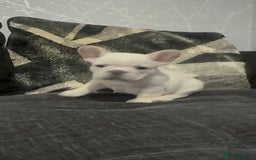 French Bulldog dogs for sale: High Quality French Bulldog Puppies  - Image 35