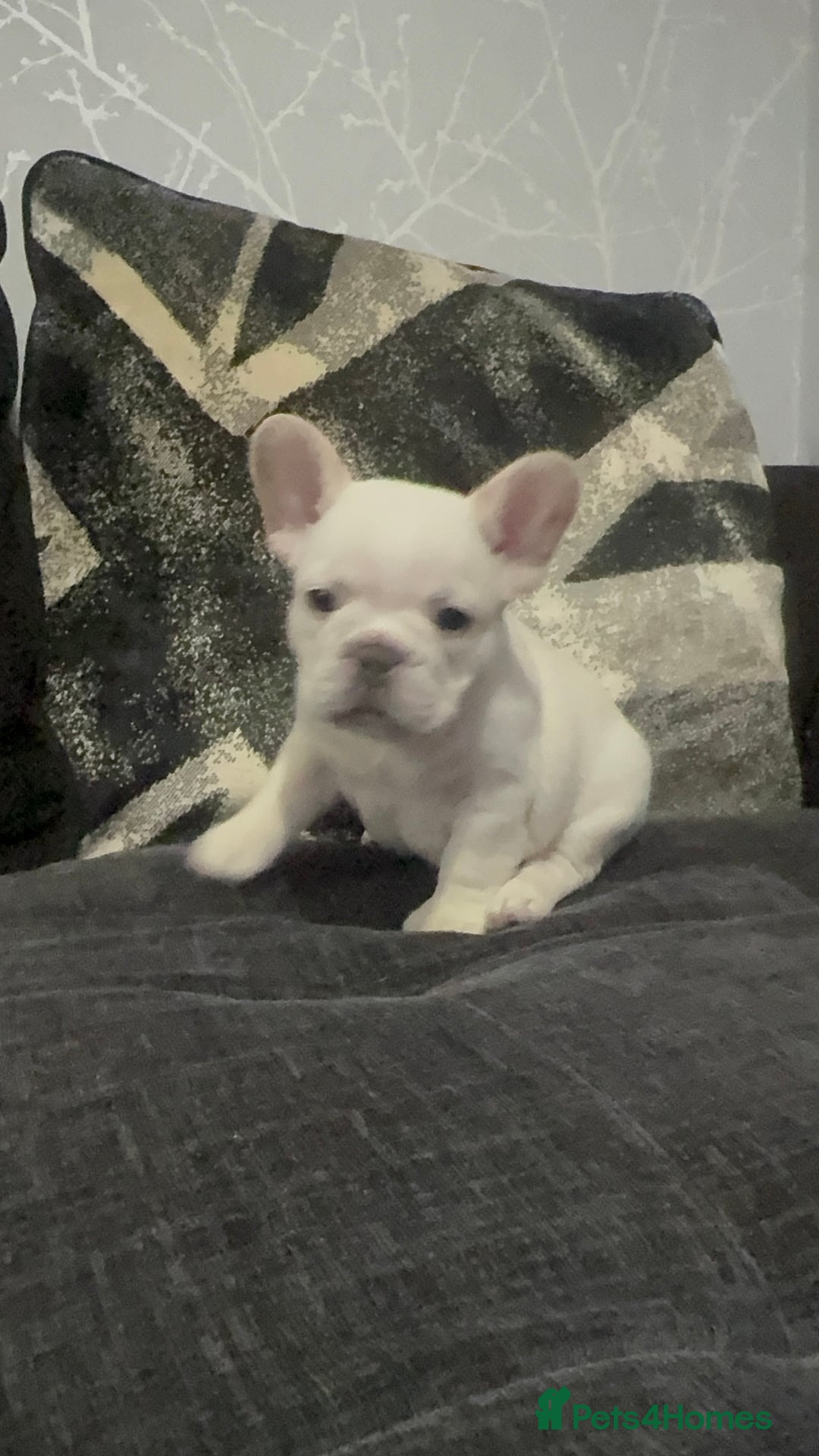 French Bulldog dogs for sale: High Quality French Bulldog Puppies  - Image 35