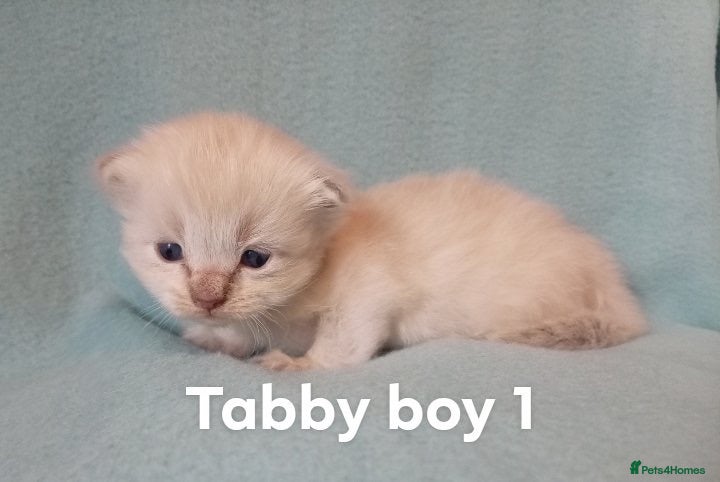 Ragdoll cats GCCF reg champion bred Ragdoll kittens  - Advert 9