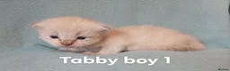 Ragdoll cats for sale: GCCF reg champion bred Ragdoll kittens  - Advert 1