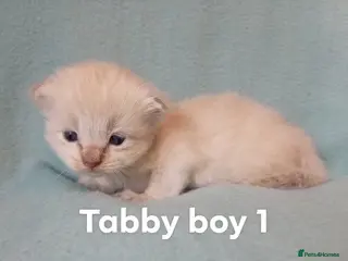 Ragdoll cats GCCF reg champion bred Ragdoll kittens - Advert 15