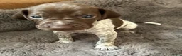 German Shorthaired Pointer dogs for sale: Pure GSP Puppies for sale!  - Advert 26