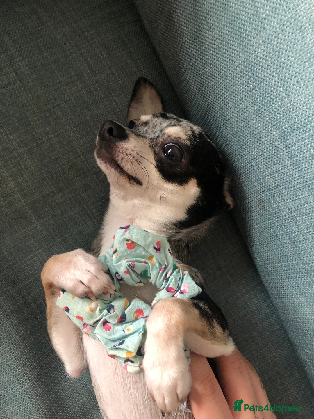 Chihuahua dogs for sale: Mum and daughter chihuahua must go together  - Advert 10