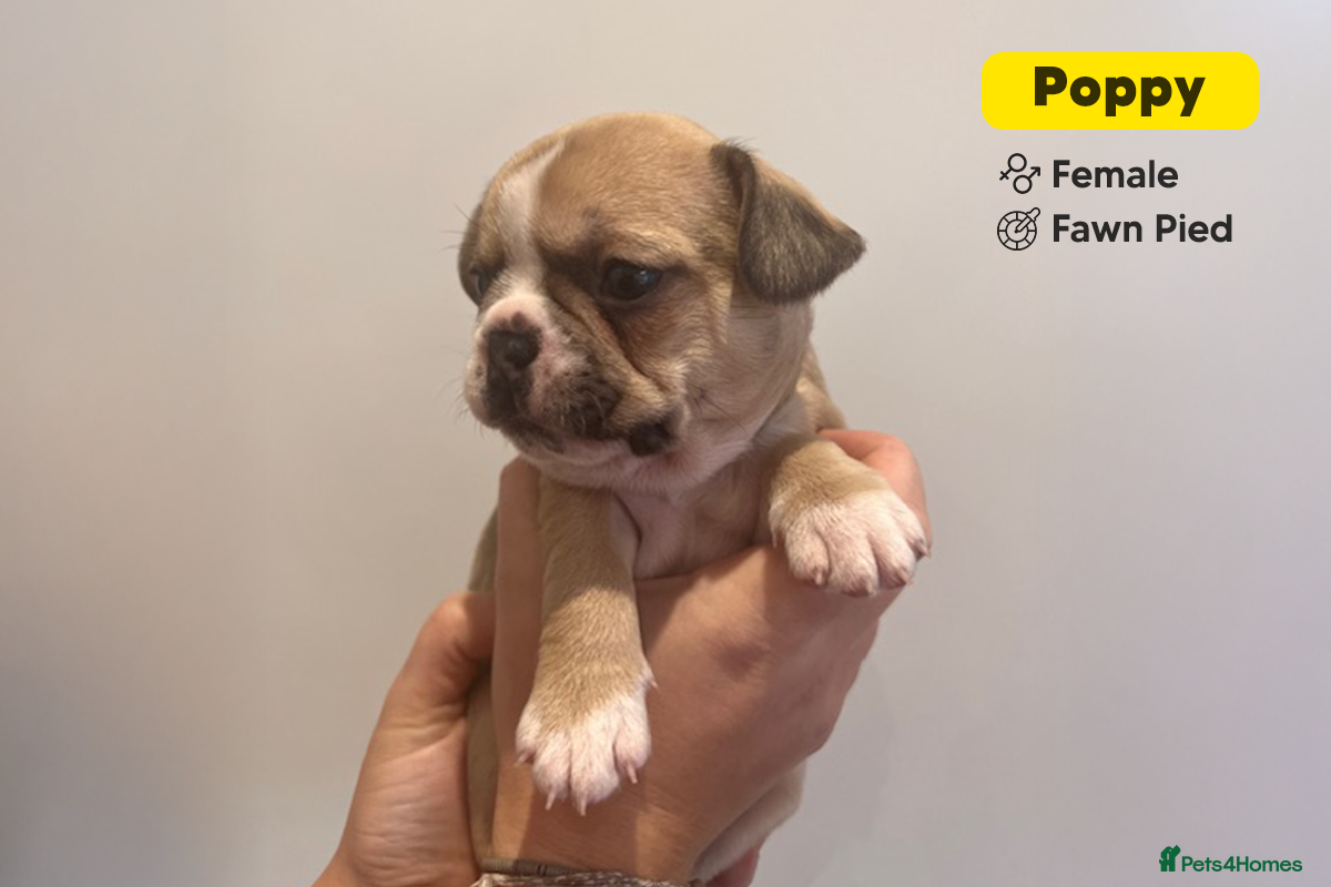 French Bulldog dogs Stunning KC Registered French Bulldog Puppies - Advert 2