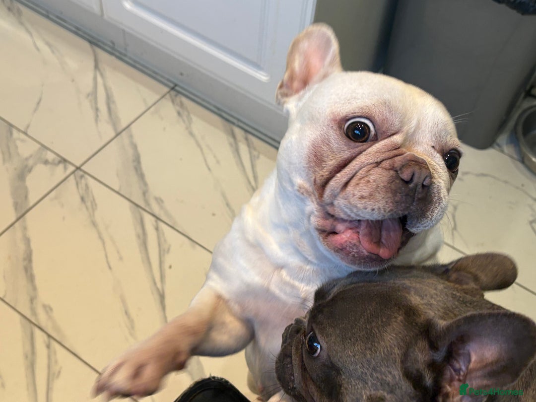 French Bulldog dogs for sale: Miss Luna  - Image 2
