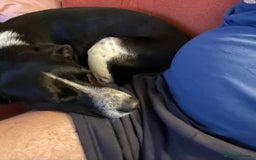 Mixed Breed dogs for adoption: Sergio the rescue dog sweetheart, in Liverpool - Image 6