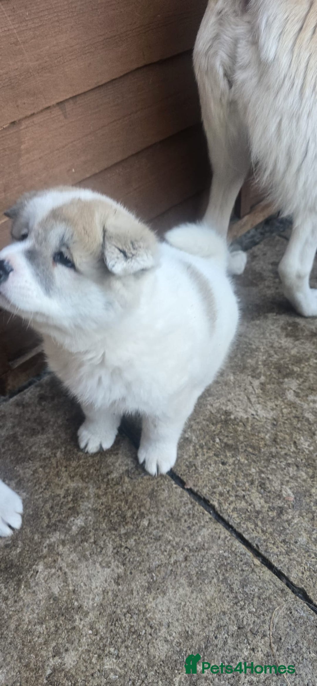 Akita dogs for sale: 2 female American akitas in need of a home!! - Advert 8