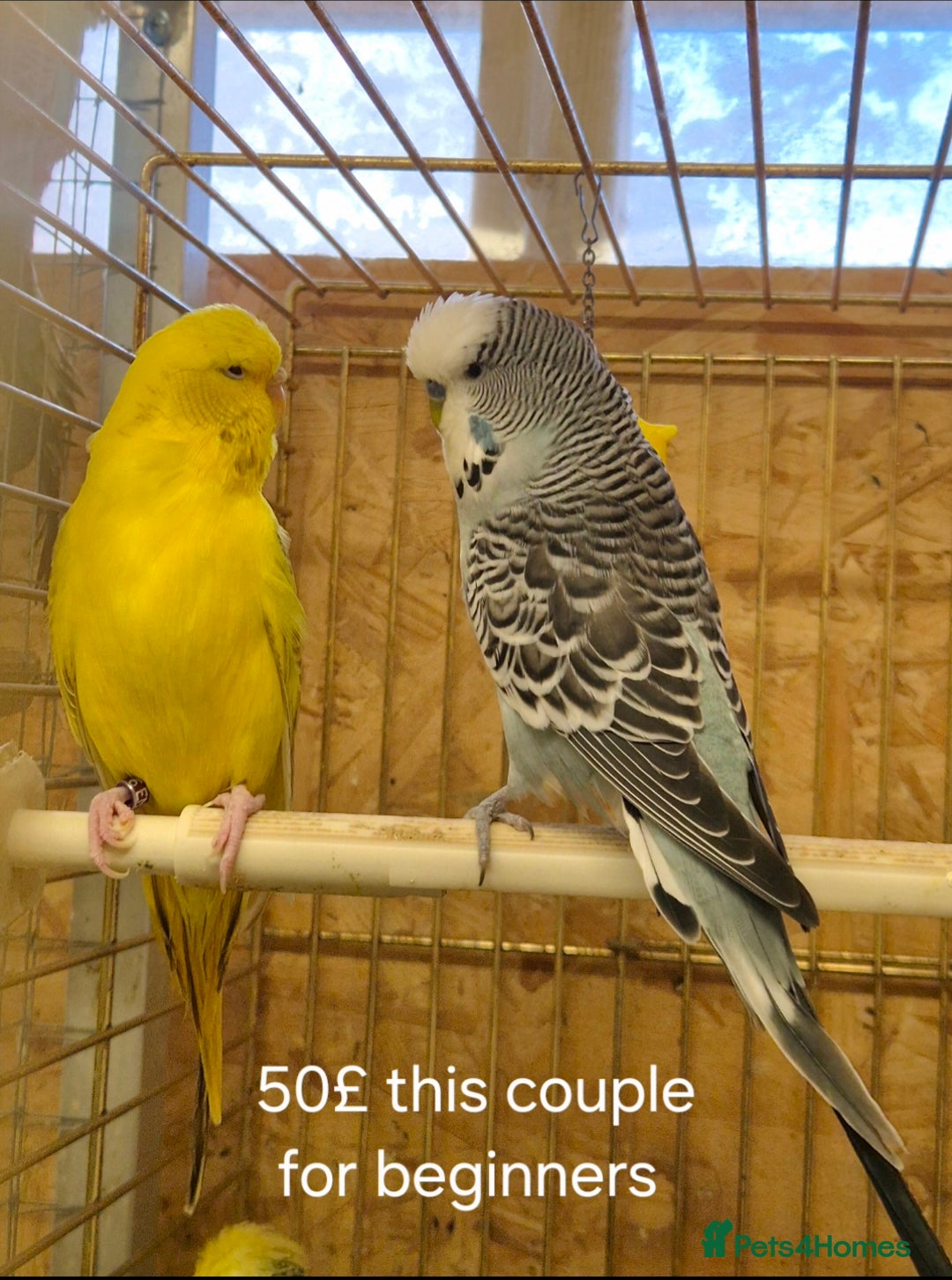 Budgerigars birds for sale: Budgies Birds by pre-order, exclusive birds - Advert 5