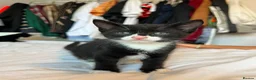 Mixed Breed cats for sale: 4 healthy kittens  - Advert 3